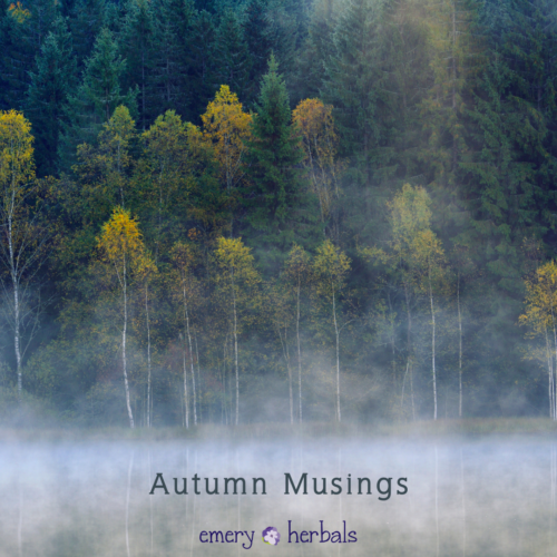 Autumn Musings: Seasonal Rhythms for Wellness 