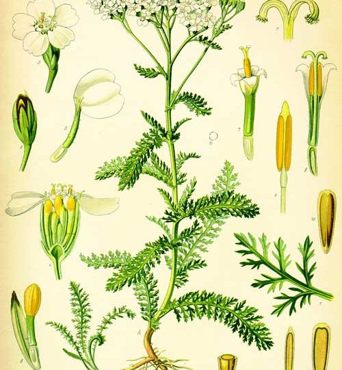 Ode To Yarrow, a tale of Achilles.