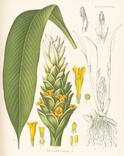 A Tale of Turmeric, The Quest for Whole Plant Medicine